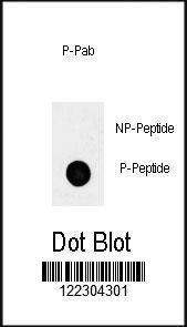 Anti-POU5F1 Rabbit Polyclonal Antibody (AP (Alkaline Phosphatase))