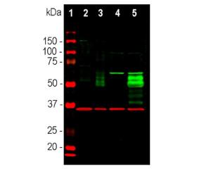 Western blot analysis of cell lysates for c-FOS (green) and GAPDH (red) expression. Multiple bands at 50-65 kDa in stimulated or treated cell lysates correspond to different isoforms of the c-FOS protein.