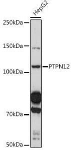 Western blot analysis of extracts of HepG2 cells, using Anti-PTPN12 Antibody (A308595) at 1:500 dilution. The secondary antibody was Goat Anti-Rabbit IgG H&L Antibody (HRP) at 1:10,000 dilution.