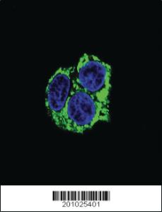 Anti-ADCK3 Mouse Monoclonal Antibody