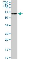 Anti-RPS6KB1 Mouse Monoclonal Antibody [clone: 4H4]