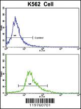 Anti-CCRN4L Rabbit Polyclonal Antibody