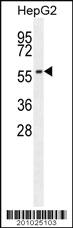 Anti-ADCK3 Mouse Monoclonal Antibody