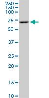 Anti-RPS6KB1 Mouse Monoclonal Antibody [clone: 4H4]