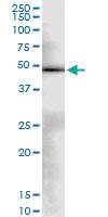 Anti-NR2F2 Rabbit Polyclonal Antibody