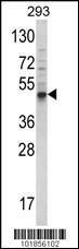 Anti-BMP3 Rabbit Polyclonal Antibody (APC (Allophycocyanin))