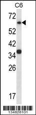 Anti-MAPK4 Rabbit Polyclonal Antibody (AP (Alkaline Phosphatase))