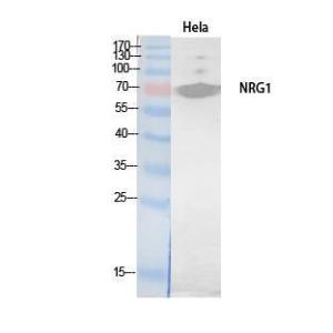 Western blot analysis of extracts from HeLa, HBE cells using Anti-NRG1 Antibody