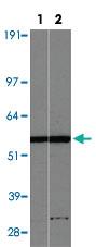 Anti-EDIL3 Rabbit Polyclonal Antibody