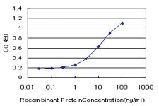 Anti-NUDT5 Mouse Monoclonal Antibody [clone: 2A3]