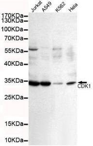 Anti-CDK1 Mouse Monoclonal Antibody [clone: 13k26]