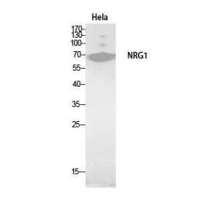 Western blot analysis of HeLa, HBE cells using Anti-NRG1 Antibody