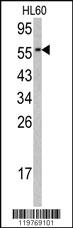 Anti-CDC23 Rabbit Polyclonal Antibody