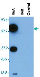 Anti-NP Mouse Monoclonal Antibody [clone: FLUA-NP 4F1]