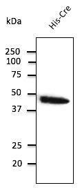 Anti-Cre Antibody at a 1:2,000 dilution, 50 ng of recombinant protein, and rabbit anti-goat IgG Antibody (HRP) at a 1:10000 dilution