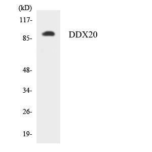 Anti-Gemin 3 Rabbit Polyclonal Antibody