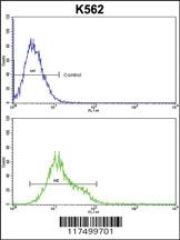 Anti-Denatured ATG1 Rabbit Polyclonal Antibody