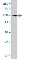 Anti-Exonuclease I Mouse Monoclonal Antibody (HRP (Horseradish Peroxidase)) [clone: 10C180]