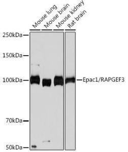 Western blot analysis of extracts of various cell lines, using Anti-Epac1 Antibody [ARC0908] (A305876) at 1:1,000 dilution. The secondary antibody was Goat Anti-Rabbit IgG H&L Antibody (HRP) at 1:10,000 dilution.