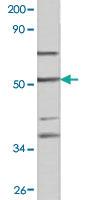 Anti-CASP9 Rabbit Polyclonal Antibody