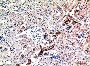 Immunohistochemical analysis of paraffin-embedded rat kidney using Anti-NRG1 Antibody