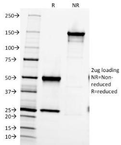 Anti-Fibronectin antibody