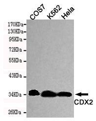 Anti-CDX2 Mouse Monoclonal Antibody [clone: 13k30]