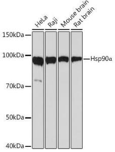 Western blot analysis of extracts of various cell lines, using Anti-Hsp90 alpha Antibody [ARC1167] (A307595) at 1:1,000 dilution. The secondary antibody was Goat Anti-Rabbit IgG H&L Antibody (HRP) at 1:10,000 dilution.