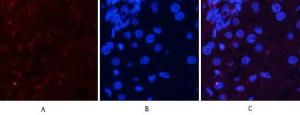 Immunofluorescence analysis of rat liver tissue using Anti-Akt (phospho Ser473) Antibody (red) at 1:200 (4 °C overnight). Cy3 labelled secondary antibody was used at 1:300 (RT 50min). Panel A: Target. Panel B: DAPI. Panel C: Merge