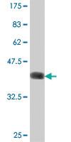 Anti-BHMT2 Mouse Polyclonal Antibody