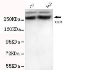 Anti-CHD3 Mouse Monoclonal Antibody [clone: 13k31]