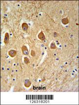 Anti-SAMD9L Rabbit Polyclonal Antibody (APC (Allophycocyanin))