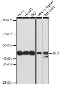 Western blot analysis of extracts of various cell lines, using Anti-ILF2 / NF45 Antibody [ARC1621] (A308598) at 1:500 dilution. The secondary antibody was Goat Anti-Rabbit IgG H&L Antibody (HRP) at 1:10,000 dilution.