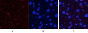 Immunofluorescence analysis of rat liver tissue using Anti-Akt (phospho Ser473) Antibody (red) at 1:200 (4 °C overnight). Cy3 labelled secondary antibody was used at 1:300 (RT 50min). Panel A: Target. Panel B: DAPI. Panel C: Merge