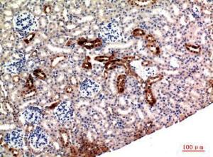 Immunohistochemical analysis of paraffin-embedded rat kidney using Anti-NRG1 Antibody