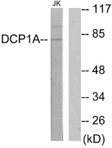 Anti-DCP1A antibody