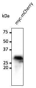 myc-mCherry