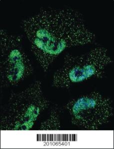 Anti-ELAVL1 Mouse Monoclonal Antibody