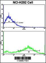 Anti-SPP1 Rabbit Polyclonal Antibody