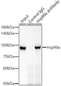 Immunoprecipitation analysis of 300µg extracts of 293T cells using 3µg of Anti-Hsp90 alpha Antibody [ARC1167] (A307595). This Western blot was performed on the immunoprecipitate using Anti-Hsp90 alpha Antibody [ARC1167] (A307595) at a dilution of 1:1000.