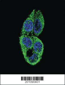 Anti-MASTL Mouse Monoclonal Antibody