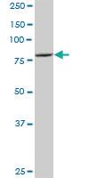 Anti-ATG7 Mouse Polyclonal Antibody