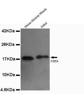 Anti-COX IV Mouse Monoclonal Antibody [clone: 13k36]