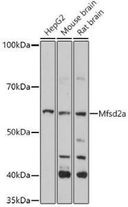 Anti-MFSD2A/NLS1 antibody