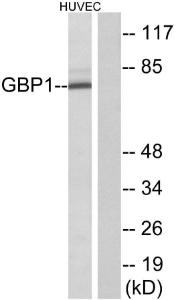 Anti-GBP1 Rabbit Polyclonal Antibody