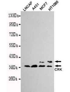 Anti-CrkII Mouse Monoclonal Antibody [clone: 13k37]