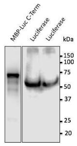 MBP-Luc recombinant protein and 293HEK cells, transduced with lentivirus expressing luciferase, detected with Anti-Luciferase Antibody at a 1:500 dilution. Recombinant protein at 50 ng, lysates at 100 µg per lane, and rabbit anti-goat IgG Antibody (HRP) at a 1:10000 dilution