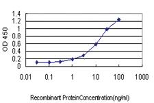 Anti-CSE1L Mouse Monoclonal Antibody [clone: 2C10]