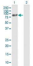 Anti-ATG7 Mouse Polyclonal Antibody