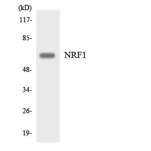 Western blot analysis of the lysates from HeLa cells using Anti-NRF1 Antibody